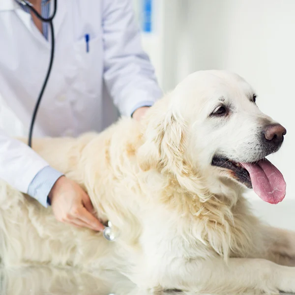 checkup
