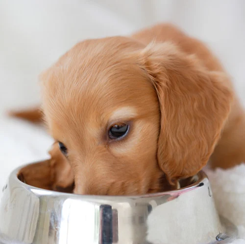 eat