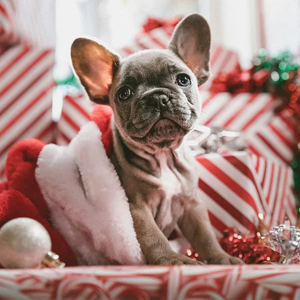 xmas